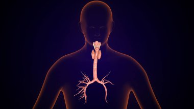 İnsan tiroidi anatomisi. 3d illüstrasyon