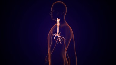 İnsan tiroidi anatomisi. 3d illüstrasyon