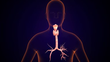 İnsan tiroidi anatomisi. 3d illüstrasyon