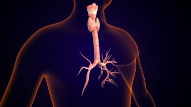 İnsan tiroidi anatomisi. 3d illüstrasyon