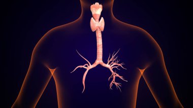 İnsan tiroidi anatomisi. 3d illüstrasyon