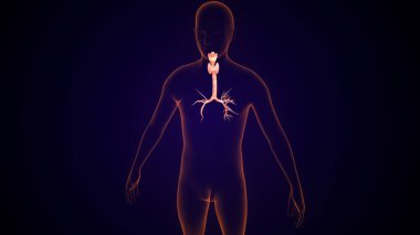 İnsan tiroidi anatomisi. 3d illüstrasyon