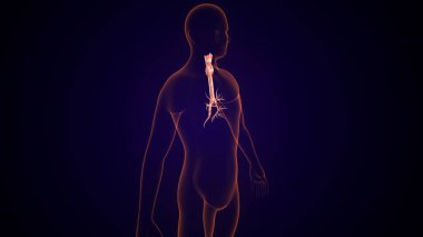 İnsan tiroidi anatomisi. 3d illüstrasyon