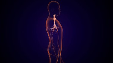 İnsan tiroidi anatomisi. 3d illüstrasyon