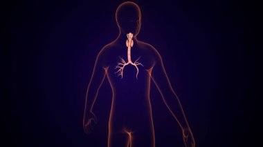 İnsan tiroidi anatomisi. 3d illüstrasyon