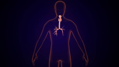 İnsan tiroidi anatomisi. 3d illüstrasyon