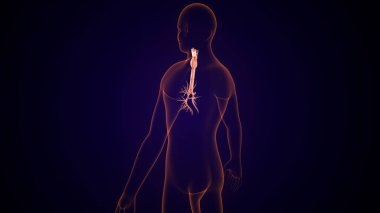 İnsan tiroidi anatomisi. 3d illüstrasyon