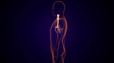 İnsan tiroidi anatomisi. 3d illüstrasyon