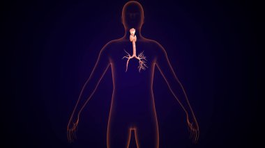 İnsan tiroidi anatomisi. 3d illüstrasyon