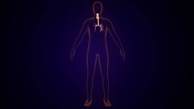 İnsan tiroidi anatomisi. 3d illüstrasyon