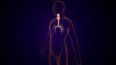 İnsan tiroidi anatomisi. 3d illüstrasyon