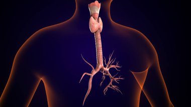 İnsan tiroidi anatomisi. 3d illüstrasyon
