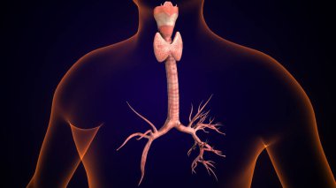 İnsan tiroidi anatomisi. 3d illüstrasyon