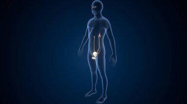 İnsan testisleri anatomisi. 3d illüstrasyon