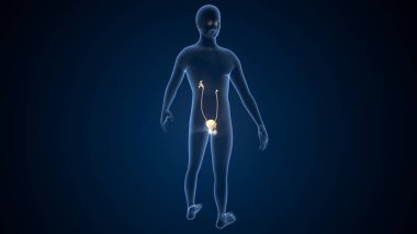 İnsan testisleri anatomisi. 3d illüstrasyon