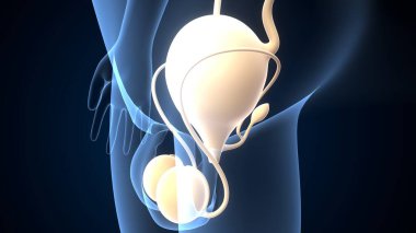 İnsan testisleri anatomisi. 3d illüstrasyon