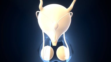 İnsan testisleri anatomisi. 3d illüstrasyon