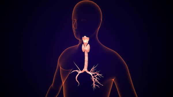 Анатомия щитовидной железы человека. 3d иллюстрации