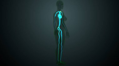 İnsan atardamarları ve anatomisi. 3d illüstrasyon