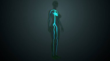 İnsan atardamarları ve anatomisi. 3d illüstrasyon