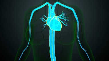 İnsan atardamarları ve anatomisi. 3d illüstrasyon