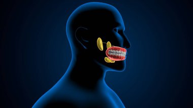 Human teeths anatomy. 3d illustrations