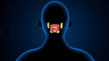 Human teeths anatomy. 3d illustrations