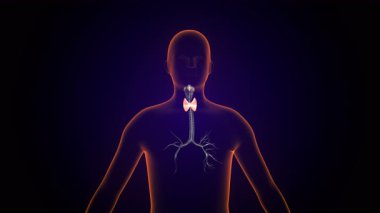 Erkek tiroid anatomi 3D çizimler