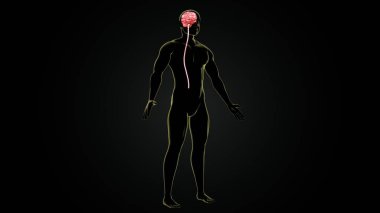 İnsan beyni anatomisi. 3d hazırlayıcı