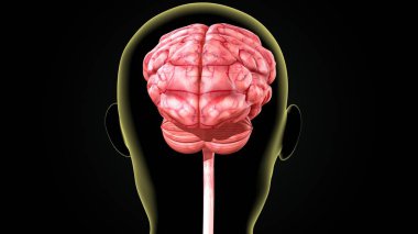 İnsan beyni anatomisi. 3d hazırlayıcı