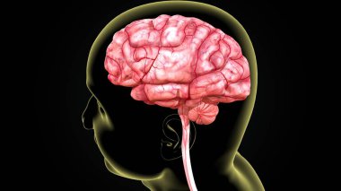 İnsan beyni anatomisi. 3d hazırlayıcı