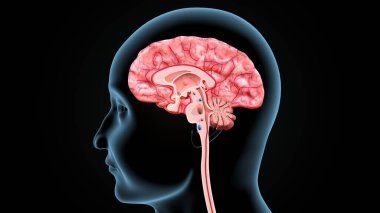 İnsan beyni anatomisi. 3d hazırlayıcı