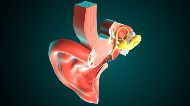 İnsan Kulağı Anatomisi. 3 Boyutlu Resimler