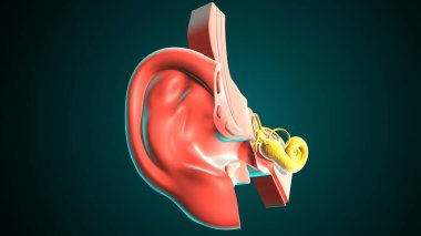 İnsan Kulağı Anatomisi. 3 Boyutlu Resimler