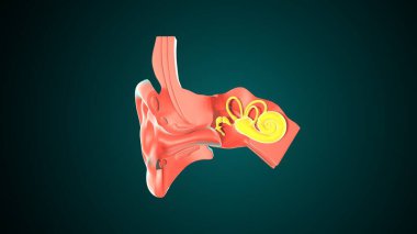 İnsan Kulağı Anatomisi. 3 Boyutlu Resimler