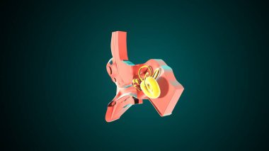 İnsan Kulağı Anatomisi. 3 Boyutlu Resimler