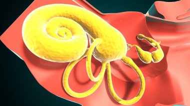 İnsan Kulağı Anatomisi. 3 Boyutlu Resimler