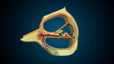 İnsan dişleri, mavi arkaplanlı anatomiye benziyor. 3d illüstrasyon
