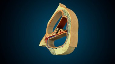 İnsan dişleri, mavi arkaplanlı anatomiye benziyor. 3d illüstrasyon