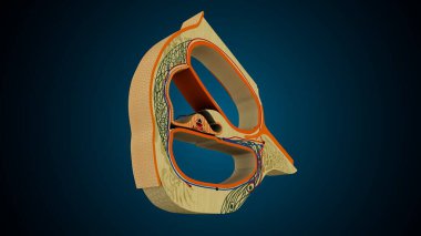 İnsan dişleri, mavi arkaplanlı anatomiye benziyor. 3d illüstrasyon