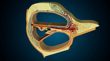 İnsan dişleri, mavi arkaplanlı anatomiye benziyor. 3d illüstrasyon