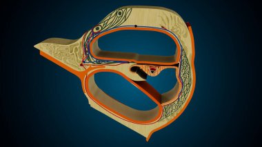 İnsan dişleri, mavi arkaplanlı anatomiye benziyor. 3d illüstrasyon