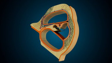 İnsan dişleri, mavi arkaplanlı anatomiye benziyor. 3d illüstrasyon