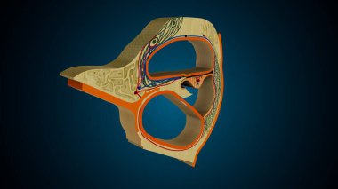 İnsan dişleri, mavi arkaplanlı anatomiye benziyor. 3d illüstrasyon
