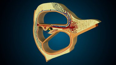 İnsan dişleri, mavi arkaplanlı anatomiye benziyor. 3d illüstrasyon