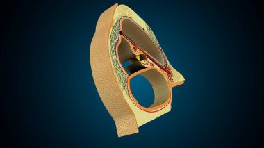 İnsan dişleri, mavi arkaplanlı anatomiye benziyor. 3d illüstrasyon