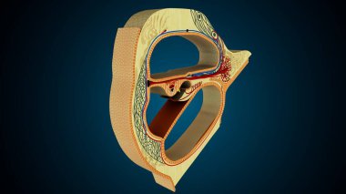 İnsan dişleri, mavi arkaplanlı anatomiye benziyor. 3d illüstrasyon