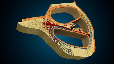 İnsan dişleri, mavi arkaplanlı anatomiye benziyor. 3d illüstrasyon