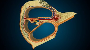 İnsan dişleri, mavi arkaplanlı anatomiye benziyor. 3d illüstrasyon