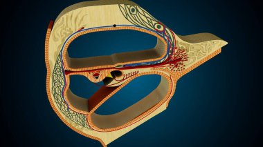 İnsan dişleri, mavi arkaplanlı anatomiye benziyor. 3d illüstrasyon